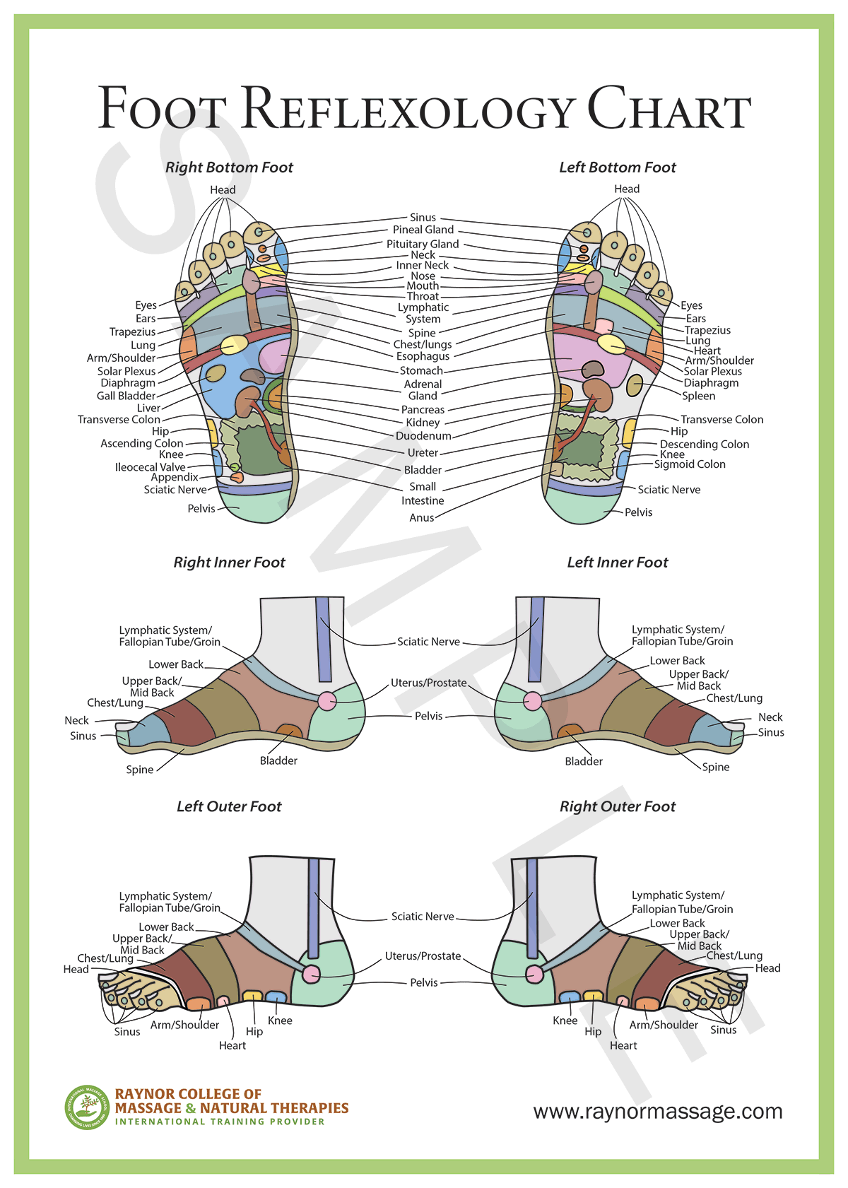 Foot Reflexology Chart - Raynor College Of Massage &amp;amp; Natural Therapies in Printable Reflexology Charts Free