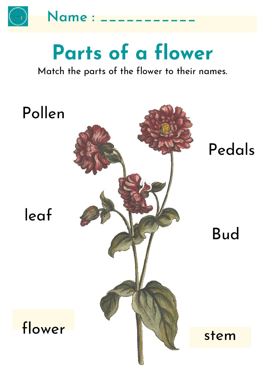 Free Printable Parts Of A Plant • Teacha! inside Parts Of A Flower Montessori Free Printable