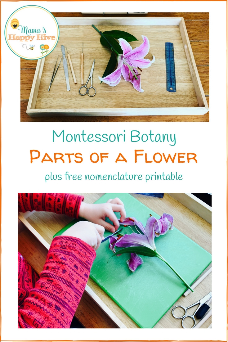 Montessori Botany: Examining The Parts Of A Flower intended for Parts Of A Flower Montessori Free Printable