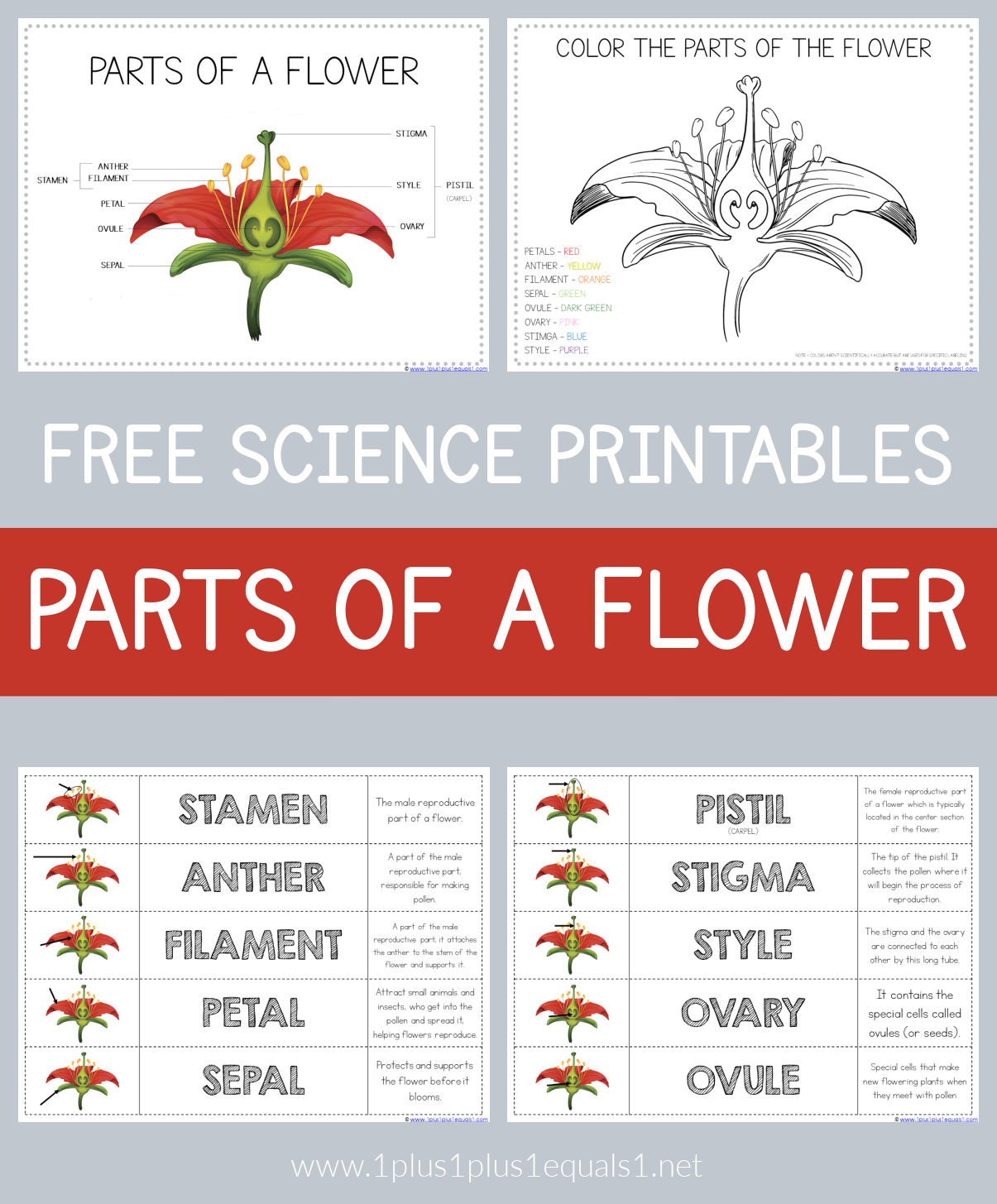 Parts Of A Flower ~ Free Science Printables - 1+1+1=1 throughout Parts of a Flower Montessori Free Printable