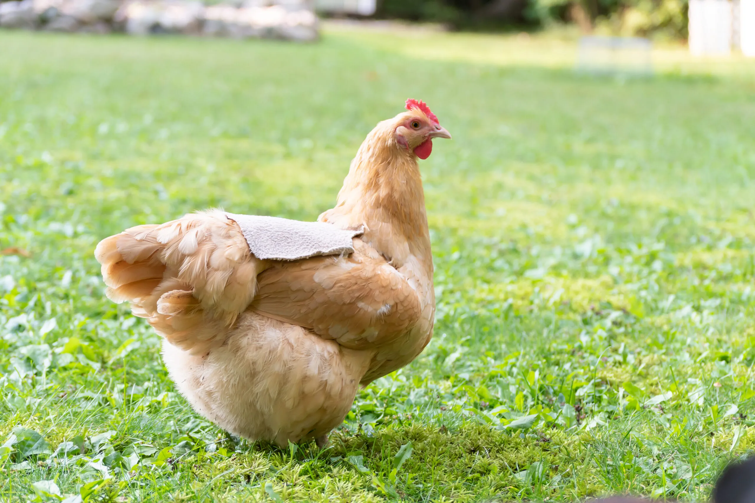 Chicken Saddle Tutorial