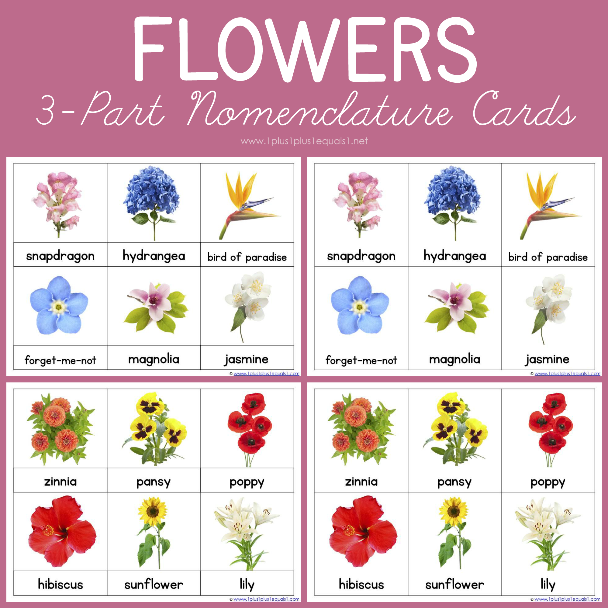 Flower Nomenclature Montessori Printables Flower Nomenclature Montessori Printables