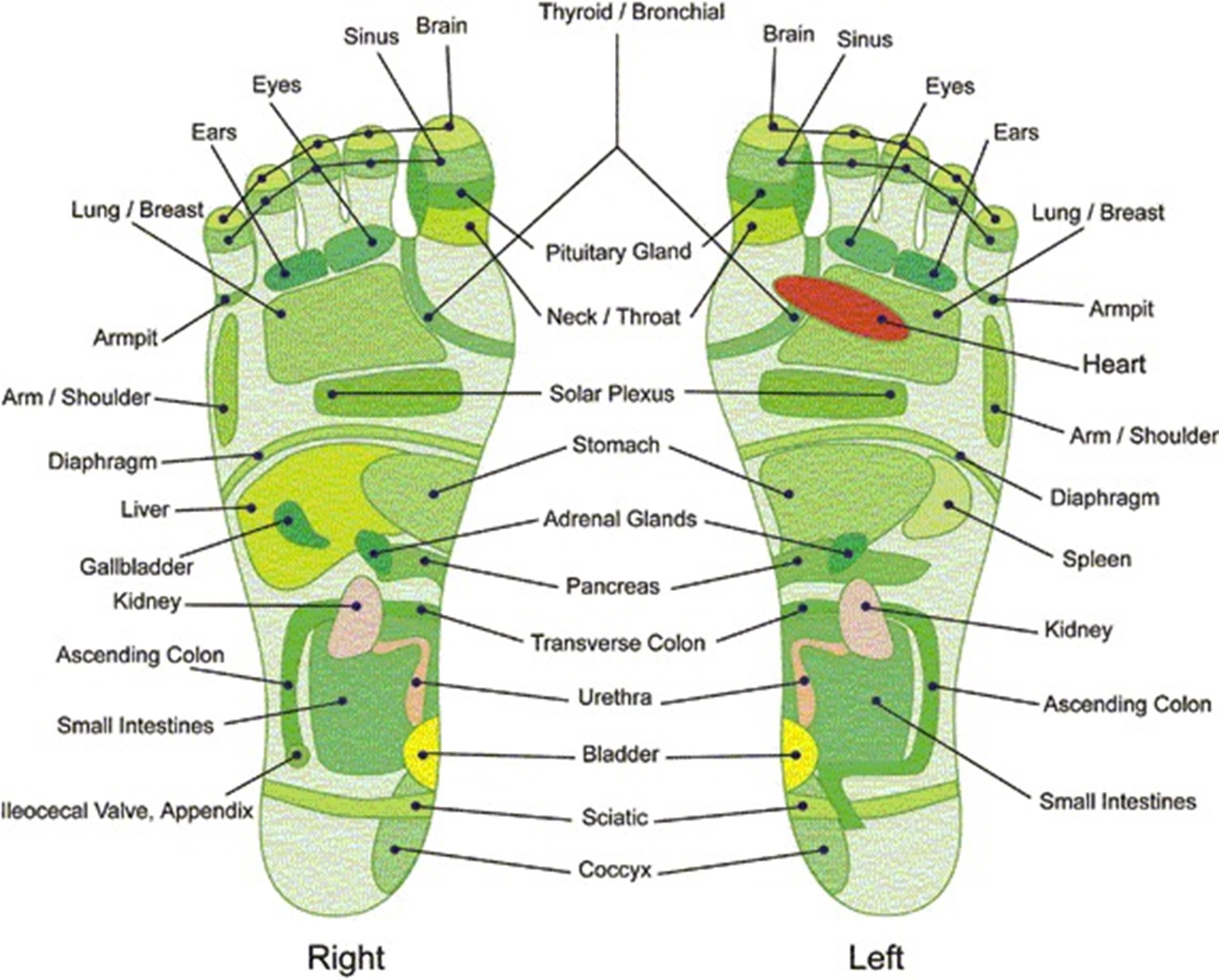 Foot Reflexology Chart
