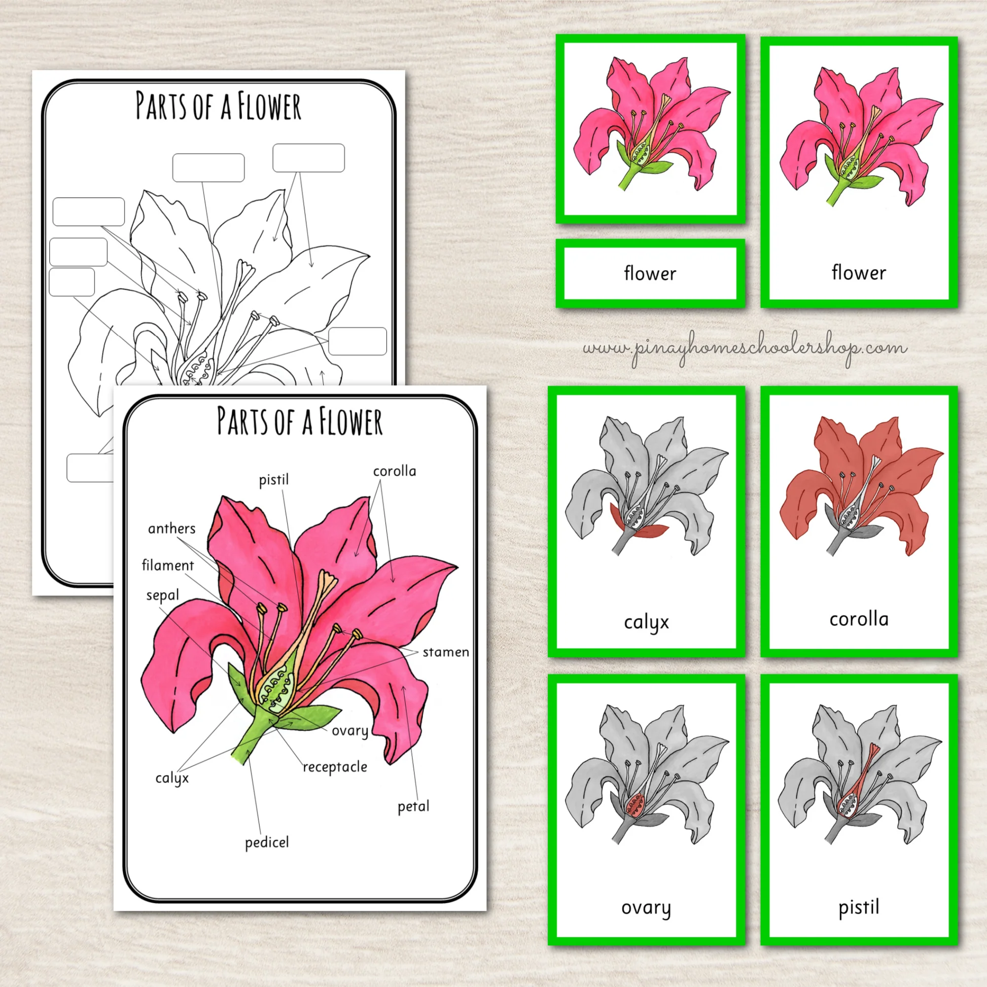 Montessori Parts Of A Flower 1 Montessori Parts Of A Flower 1