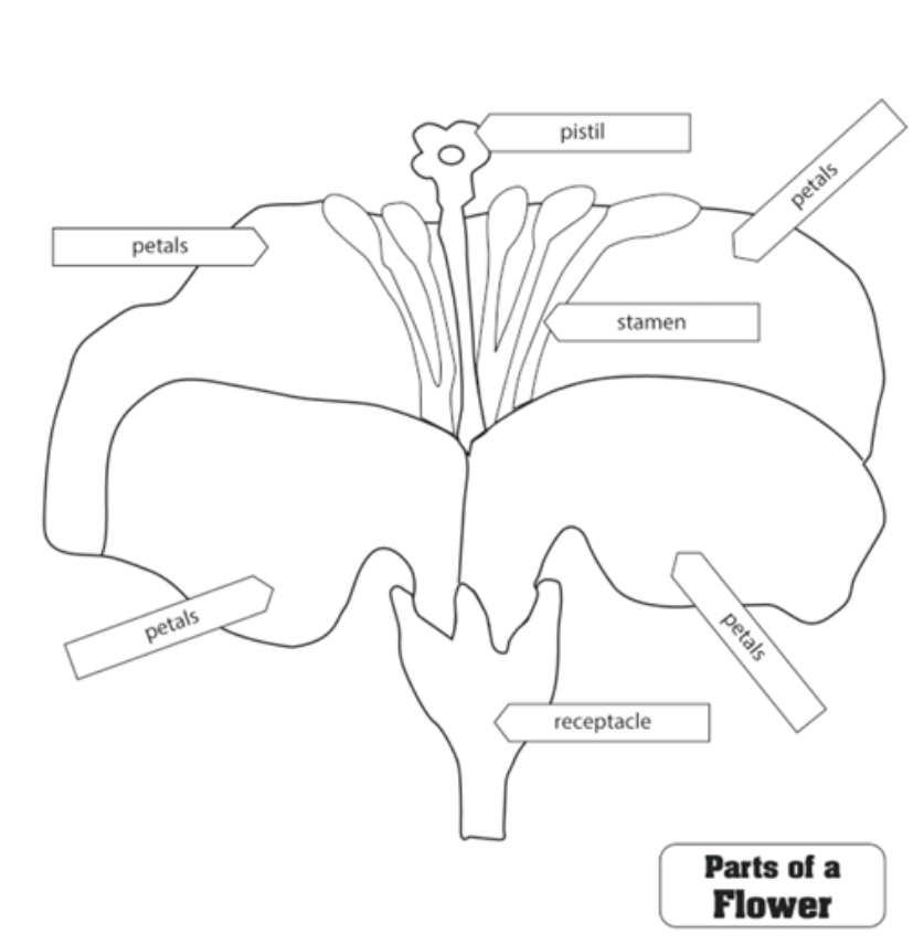 Parts Of A Flower Puzzle Control Chart P
