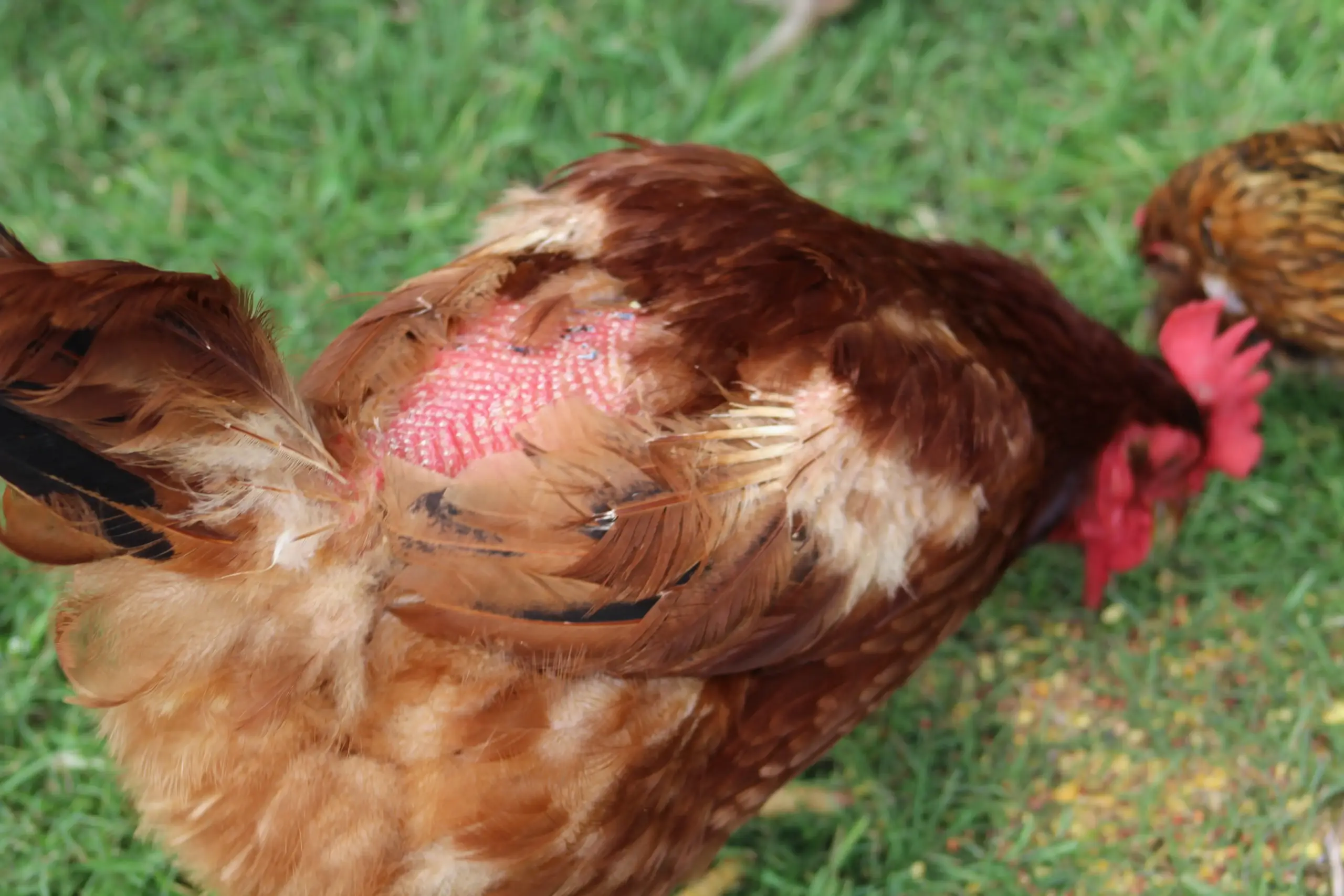 What The Heck Is A Chicken Saddle